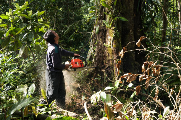 Best Commercial Tree Services  in Bedford Hills, NY