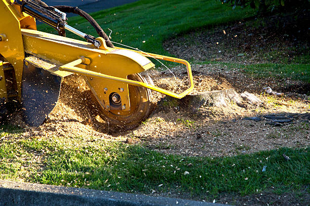 Best Organic Lawn Care Solutions  in Bedford Hills, NY
